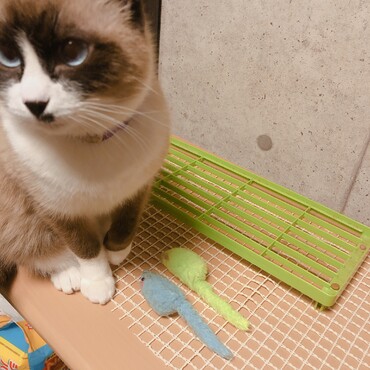 このネズミは食べれません