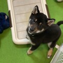 やんちゃで元気なさだはるくん