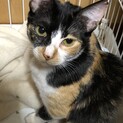 ポノです！家族になってくれる方を募集します！！