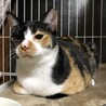 ポノです！家族になってくれる方を募集します！！ サムネイル2