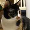 ポノです！家族になってくれる方を募集します！！ サムネイル3