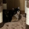 ポノです！家族になってくれる方を募集します！！ サムネイル4