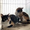 ポノです！家族になってくれる方を募集します！！ サムネイル5
