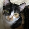 ポノです！家族になってくれる方を募集します！！ サムネイル6