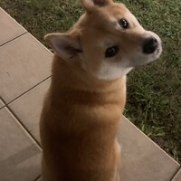 べら
