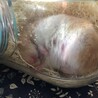 きなこ、母になりました。