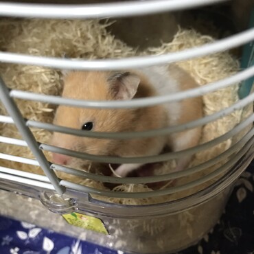1/12  赤ちゃんが6匹産まれました。