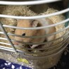 1/12  赤ちゃんが6匹産まれました。