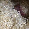 きなこが寝床を変え、2匹しか連れていけなかったようです。