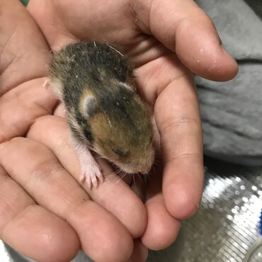 1/24  ママハムの隠しているご飯を、ママハムがいない間にパクパク食べはじめました。