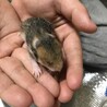 1/24  ママハムの隠しているご飯を、ママハムがいない間にパクパク食べはじめました。