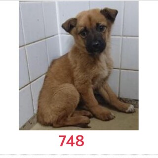 2匹姉妹の子犬です。