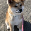素敵な里親さんとのご縁いただきました