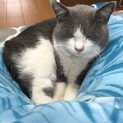 【迷い猫】人懐っこいグレーのハチワレくん