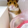 ちらりっ