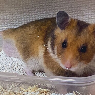 鼻に砂がついてるよ！(´▽`σ)σ"
