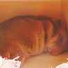 スヤスヤ