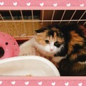 黒猫母さんの子ども達　ふわふわ三毛ちゃん