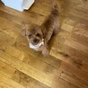 のんのんるんるんちゃちゃ
