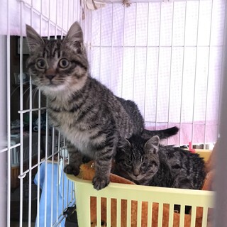 抱き心地最高ふわふわもこもこキジトラ兄妹①オス