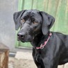 【トライアル中】ポインター1歳前、元気な男の子 サムネイル4