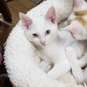 活発です♡ブルーアイで可愛い、白玉ちゃん