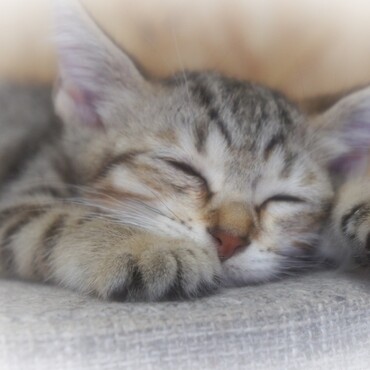 シェルターに保護された子猫の龍之介