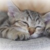 シェルターに保護された子猫の龍之介