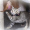 シェルターに保護された子猫のトーヤ君