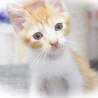 レモンちゃん