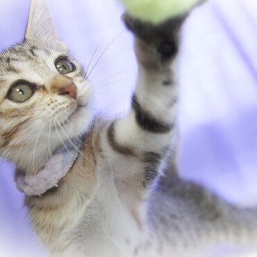 シェルターで保護してます子猫のターシャ