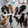 沖縄ハピネコ会のシェルターの様子