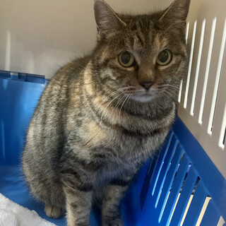 再募集むぎサビキジ猫★短足ふっくら丸顔の女の子