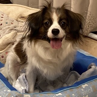 パピヨンmix♀うい　推定1歳