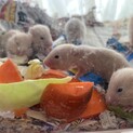 ハムスターの赤ちゃんの里親さん再度募集です。