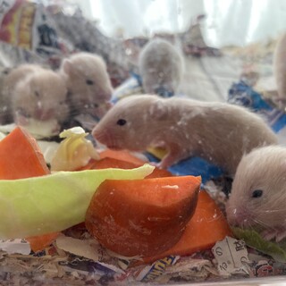 ハムスターの赤ちゃんの里親さん再度募集です。