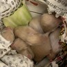ハムスターの赤ちゃんの里親さん再度募集です。 サムネイル2