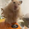 ハムスターの赤ちゃんの里親さん再度募集です。 サムネイル3