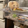 ハムスターの赤ちゃんの里親さん再度募集です。 サムネイル4
