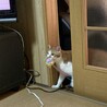 ぼくの
