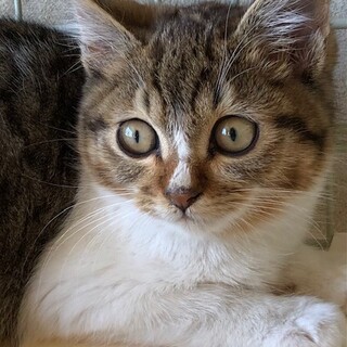 まん丸お顔にまん丸お目々の　うこぎ君