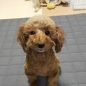 おもちゃ大好きなトイプードルのベスちゃん♪