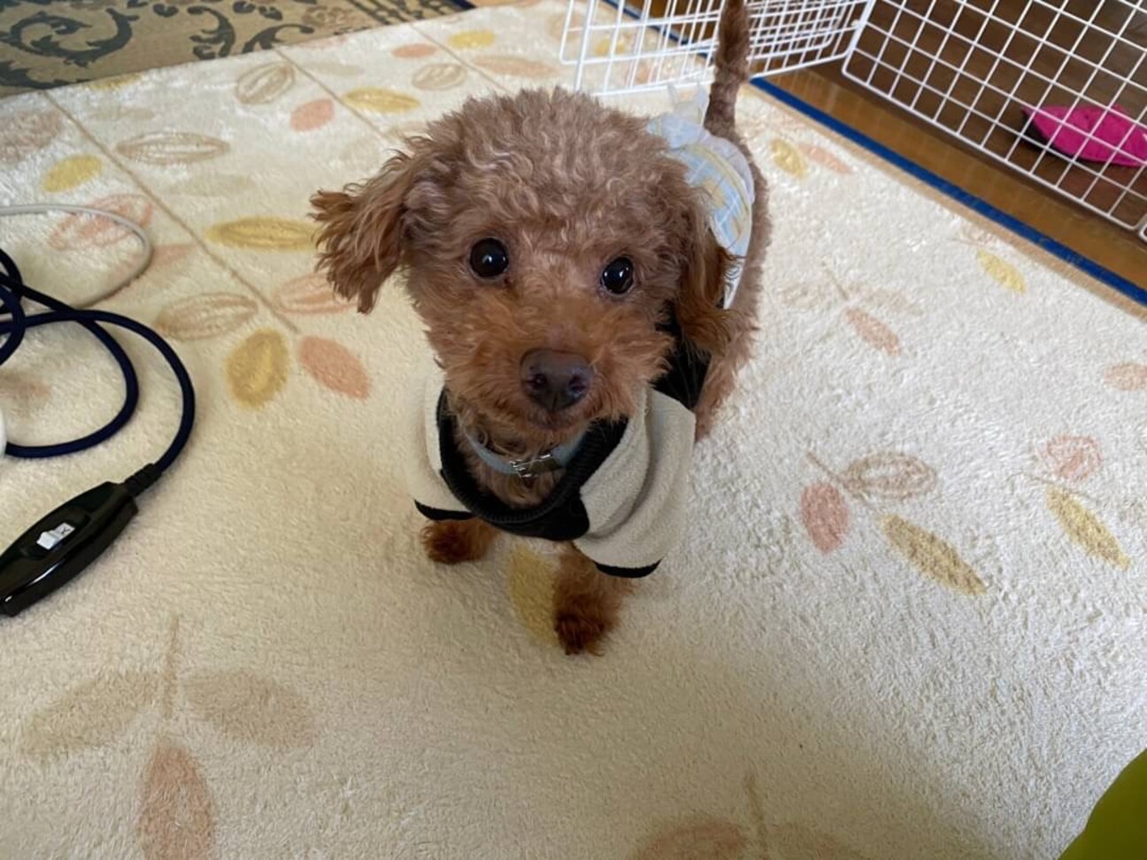 ジョージ君 トイプードル 大阪府 犬の里親募集 ペットのおうち 月間利用者150万人