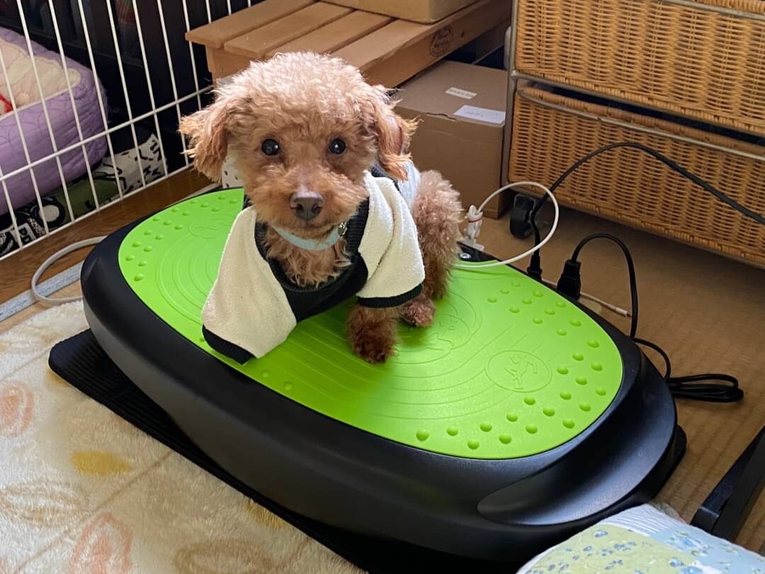 ジョージ君 トイプードル 大阪府 犬の里親募集 ペットのおうち 月間利用者150万人