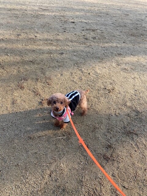 ジョージ君 トイプードル 大阪府 犬の里親募集 ペットのおうち 月間利用者150万人