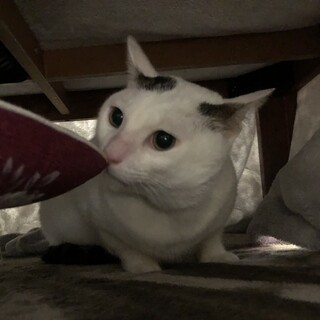 甘えん坊でおしゃべりな4歳くらいのキャラメルくん