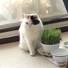 ももえむ