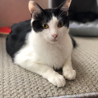 ツヤツヤ毛並み☆はっちくん