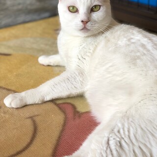 真っ白美ニャン☆ハッピーちゃん
