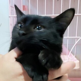 【緊急】暖かいお家で暮らしてみたい